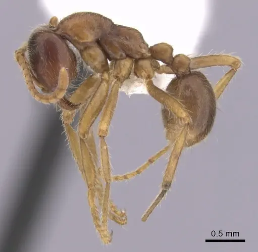 Labidus spininodis specimen CASENT0249468 image casent0249468_3