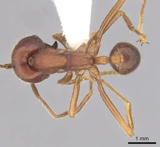 Labidus spininodis specimen CASENT0249469 image casent0249469_1