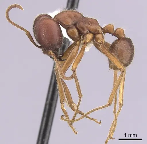 Labidus spininodis specimen CASENT0249469 image casent0249469_3