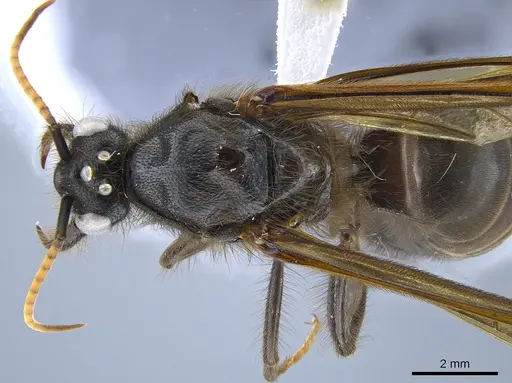 Labidus spininodis specimen CASENT0631499 image casent0631499_1