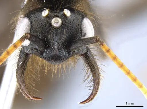 Labidus spininodis specimen CASENT0631499 image casent0631499_2