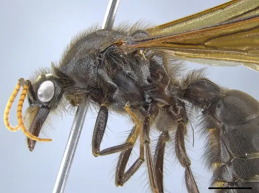 Labidus spininodis specimen CASENT0631499 image casent0631499_3