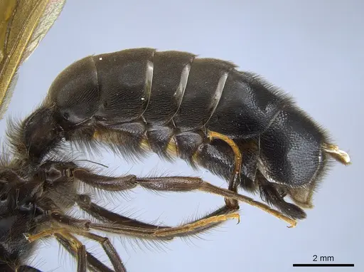 Labidus spininodis specimen CASENT0631499 image casent0631499_4