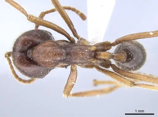 Labidus spininodis specimen CASENT0643126 image casent0643126_1