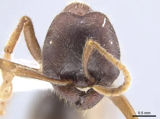 Labidus spininodis specimen CASENT0643126 image casent0643126_2