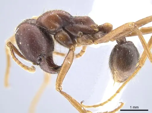 Labidus spininodis specimen CASENT0643126 image casent0643126_3