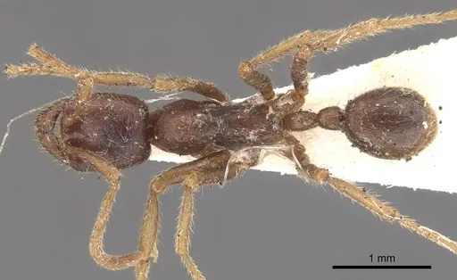 Labidus spininodis specimen CASENT0902659 image casent0902659_1