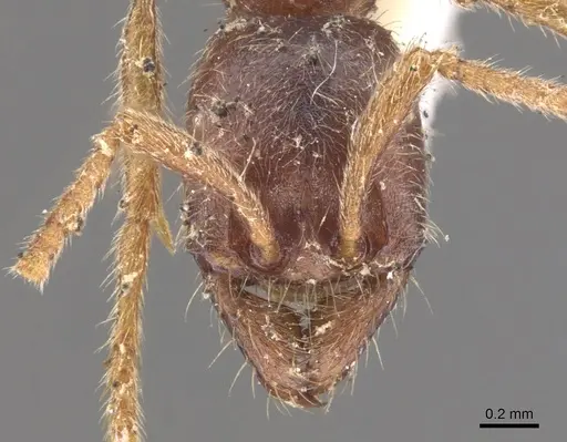 Labidus spininodis specimen CASENT0902659 image casent0902659_2