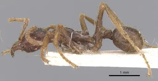 Labidus spininodis specimen CASENT0902659 image casent0902659_3