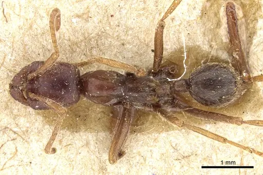 Labidus spininodis specimen CASENT0903722 image casent0903722_1