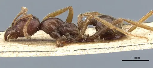 Labidus spininodis specimen CASENT0903722 image casent0903722_3