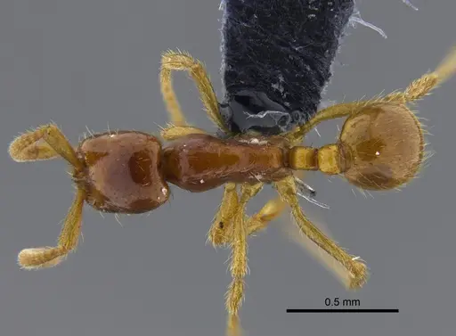 Labidus spininodis specimen CBUMAGENT41857 image cbumagent41857_1