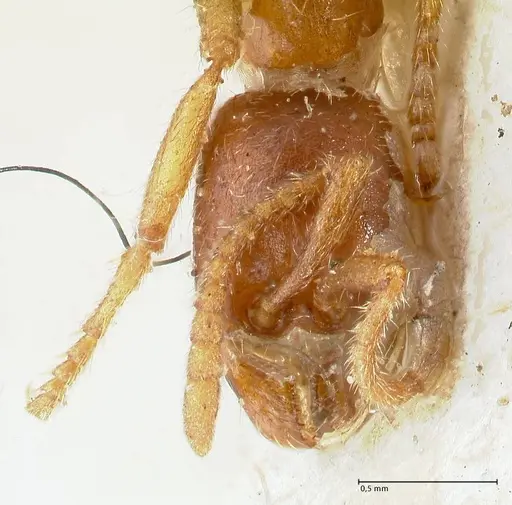 Labidus spininodis specimen FOCOL1127 image focol1127_2