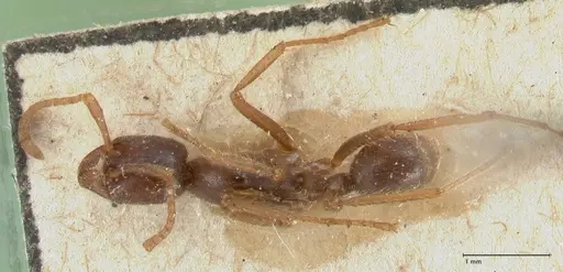 Labidus spininodis specimen FOCOL1128 image focol1128_1