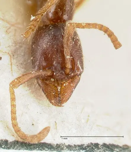 Labidus spininodis specimen FOCOL1128 image focol1128_2
