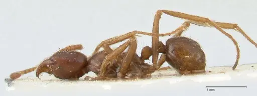 Labidus spininodis specimen FOCOL1128 image focol1128_3