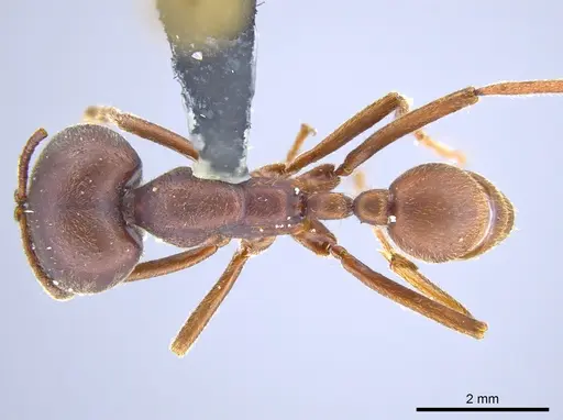 Labidus spininodis specimen JTLC000005860 image jtlc000005860_1