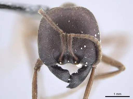 Labidus spininodis specimen JTLC000005860 image jtlc000005860_2