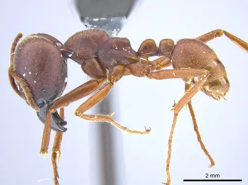 Labidus spininodis specimen JTLC000005860 image jtlc000005860_3