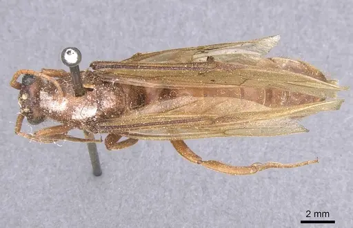 Labidus truncatidens specimen CASENT0911394 image casent0911394_1