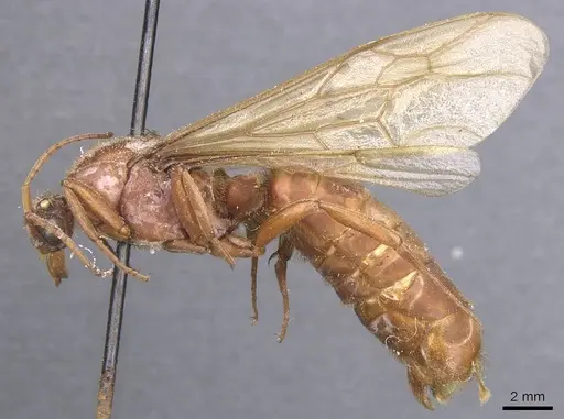 Labidus truncatidens specimen CASENT0911394 image casent0911394_3