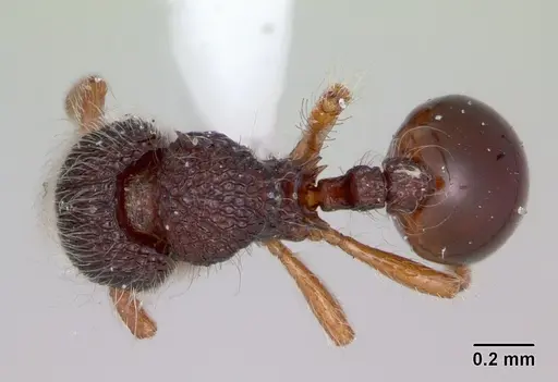 Lachnomyrmex amazonicus specimen CASENT0173882 image casent0173882_1