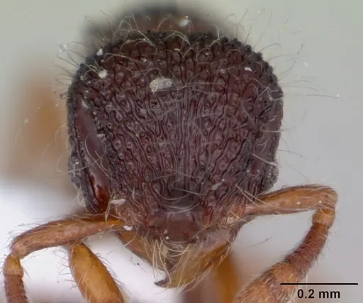 Lachnomyrmex amazonicus specimen CASENT0173882 image casent0173882_2