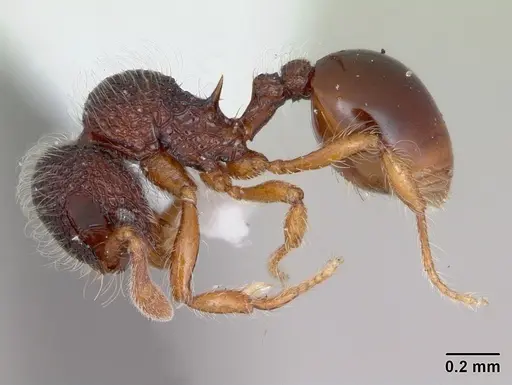 Lachnomyrmex amazonicus specimen CASENT0173882 image casent0173882_3
