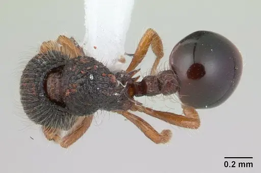 Lachnomyrmex amazonicus specimen CASENT0178855 image casent0178855_1