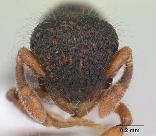Lachnomyrmex amazonicus specimen CASENT0178855 image casent0178855_2