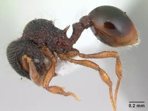Lachnomyrmex amazonicus specimen CASENT0178855 image casent0178855_3