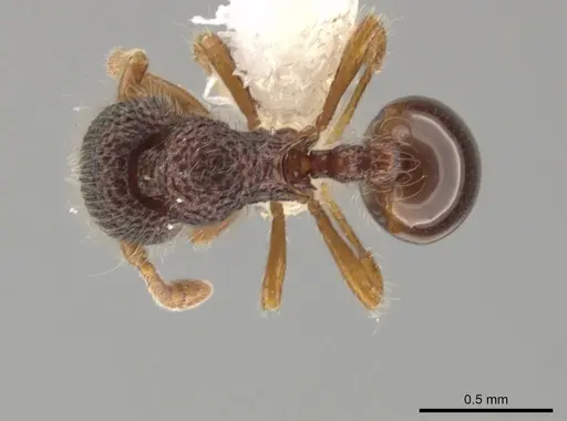Lachnomyrmex amazonicus specimen CASENT0646152 image casent0646152_1