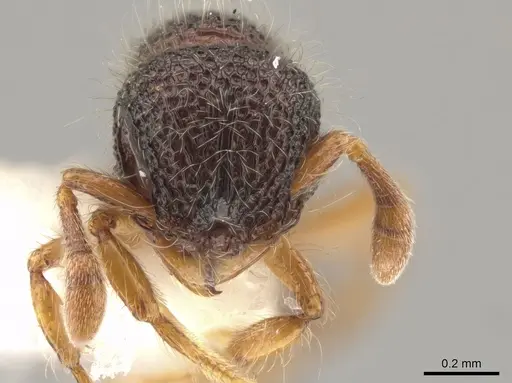 Lachnomyrmex amazonicus specimen CASENT0646152 image casent0646152_2