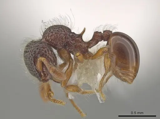 Lachnomyrmex amazonicus specimen CASENT0646152 image casent0646152_3