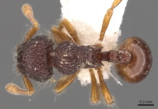 Lachnomyrmex amazonicus specimen CASENT0900978 image casent0900978_1