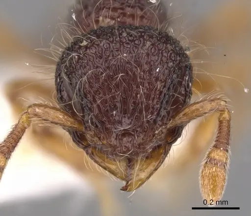 Lachnomyrmex amazonicus specimen CASENT0900978 image casent0900978_2
