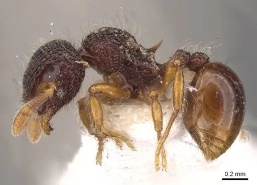 Lachnomyrmex amazonicus specimen CASENT0900978 image casent0900978_3
