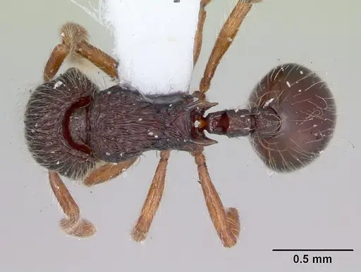 Lachnomyrmex fernandezi specimen CASENT0173880 image casent0173880_1