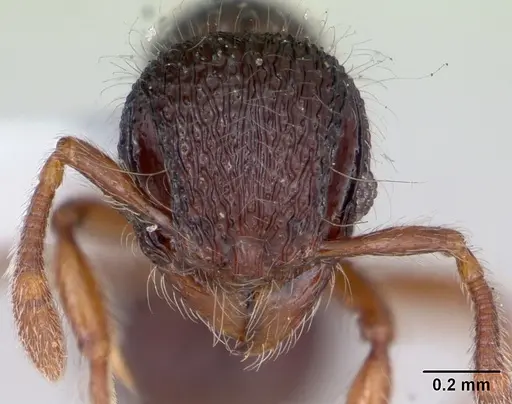 Lachnomyrmex fernandezi specimen CASENT0173880 image casent0173880_2