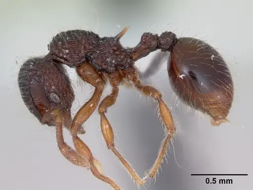 Lachnomyrmex fernandezi specimen CASENT0173880 image casent0173880_3