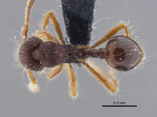 Lachnomyrmex fernandezi specimen IAVH-E-263217 image iavh-e-263217_1