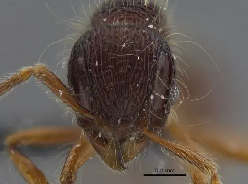 Lachnomyrmex fernandezi specimen IAVH-E-263217 image iavh-e-263217_2