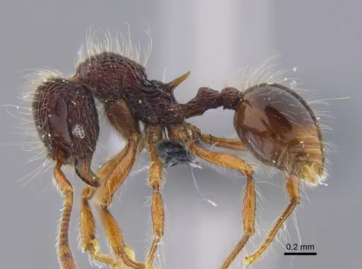 Lachnomyrmex fernandezi specimen IAVH-E-263217 image iavh-e-263217_3
