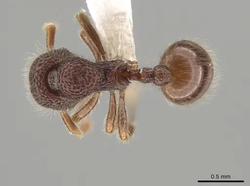 Lachnomyrmex grandis specimen CASENT0619829 image casent0619829_1