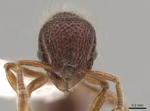 Lachnomyrmex grandis specimen CASENT0619829 image casent0619829_2