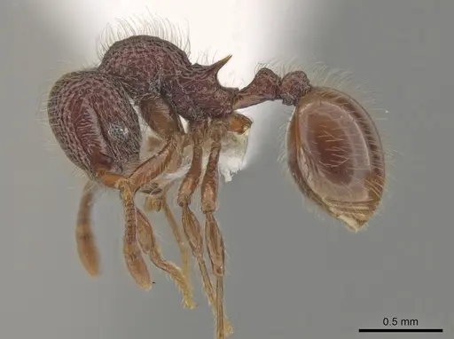 Lachnomyrmex grandis specimen CASENT0619829 image casent0619829_3