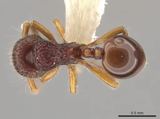 Lachnomyrmex haskinsi specimen CASENT0633608 image casent0633608_1