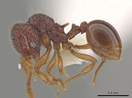 Lachnomyrmex haskinsi specimen CASENT0633608 image casent0633608_3