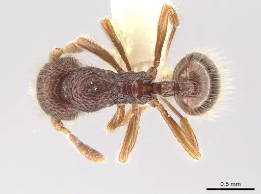Lachnomyrmex laticeps specimen CASENT0637898 image casent0637898_1
