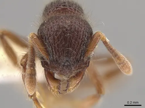 Lachnomyrmex laticeps specimen CASENT0637898 image casent0637898_2